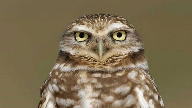 Burrowing Owl Encounter for Two People at Millets Wildside Image 1