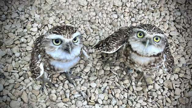 Burrowing Owl Encounter for Two People at Millets Wildside Image 3