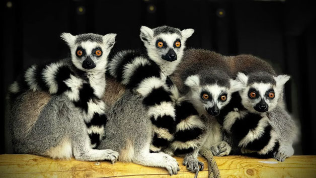 Private Lemur Encounter for Two People at Millets Wildside Image 2