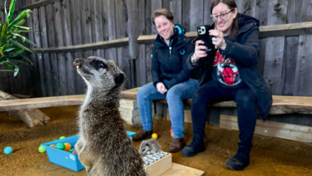 Private Meerkat Encounter for Two People at Millets Wildside Image 1