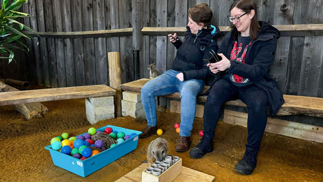 Private Meerkat Encounter for Two People at Millets Wildside Image 3