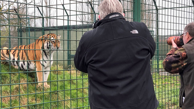 Weekend Big Cat Encounter at The Big Cat Sanctuary Image 2