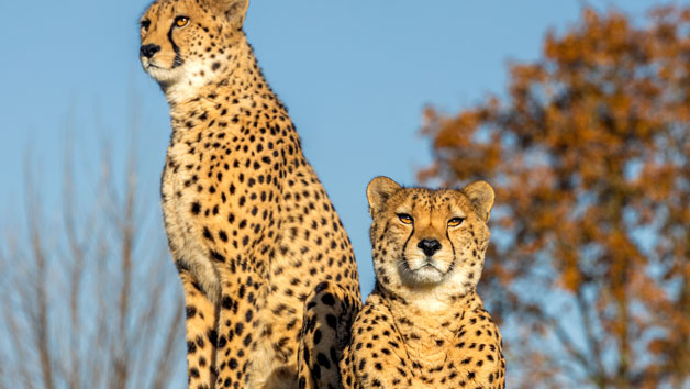 Weekend Big Cat Encounter at The Big Cat Sanctuary Image 4