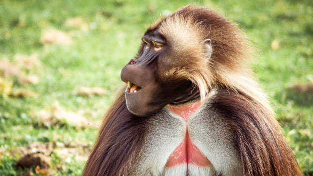 Junior Keeper for the Day Port Lympne Reserve for One Child and One Adult Image 5