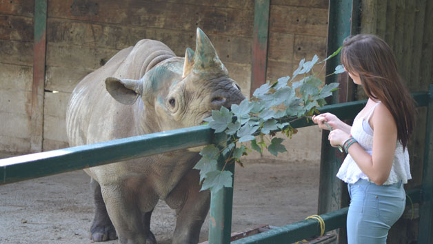 Junior Keeper for the Day Port Lympne Reserve for One Child and One Adult Image 1