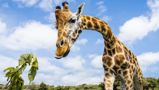 Junior Keeper for the Day Port Lympne Reserve for One Child and One Adult Image 3