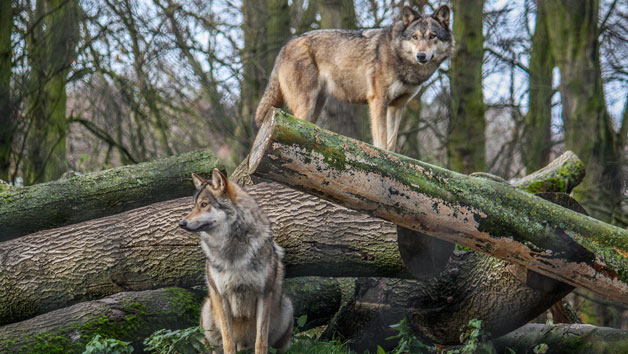 Junior Keeper for the Day Port Lympne Reserve for One Child and One Adult Image 4