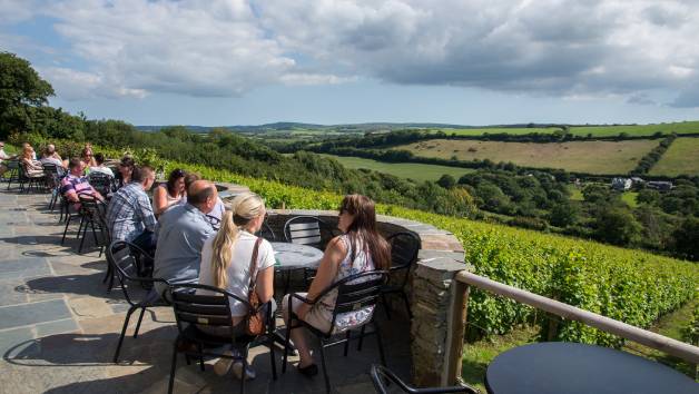 Guided Tour and Wine Tasting at Camel Valley Vineyard for One picture