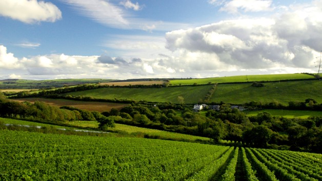 Guided Tour and Wine Tasting at Camel Valley Vineyard for Two picture