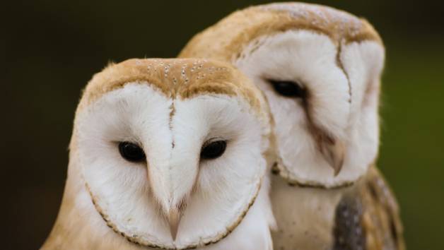 Elite Falconry Experience at Adventure001 for Two picture