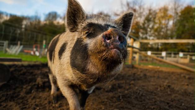 Piggy Pet and Play at Kew Little Pigs for One Child picture