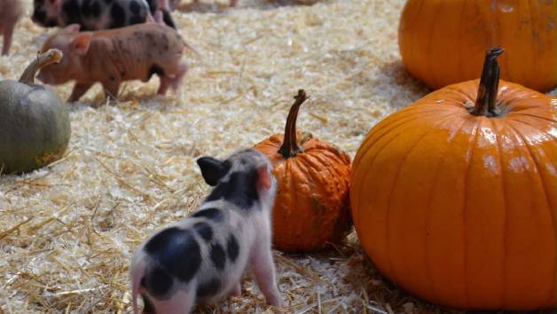 Piggy Pet & Play for a Family of Four at Kew Little Pigs Farm picture