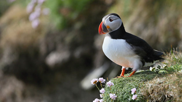 Puffin & Seabird Full Day Tour for One picture