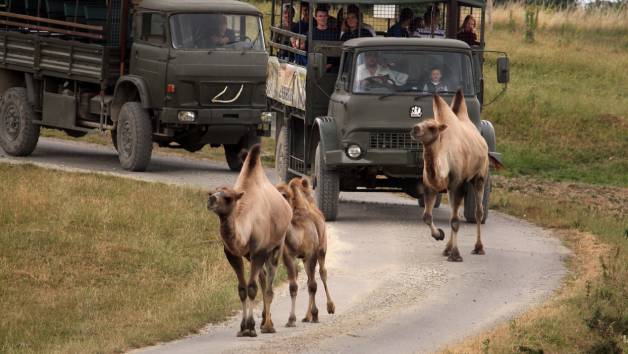 Port Lympne Reserve Entry for Two with Safari Ride and Two Course Sunday Roast picture