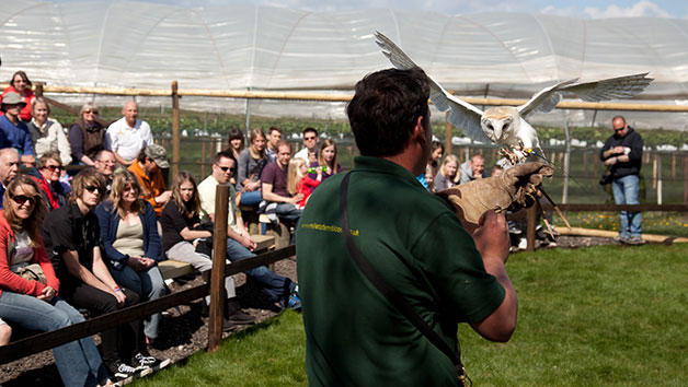 Owl Encounter at Millets Farm Falconry Centre for Two People, Oxfordshire Image 3