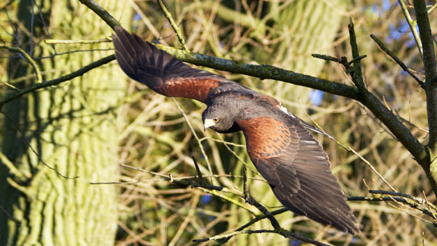 2 for 1 Hawk Walk Experience for Two at Hawksflight Falconry Image 2