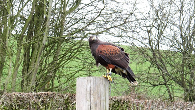 2 for 1 Hawk Walk Experience for Two at Hawksflight Falconry Image 5