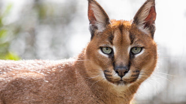 Weekend Big Cat Encounter at The Big Cat Sanctuary Image 1