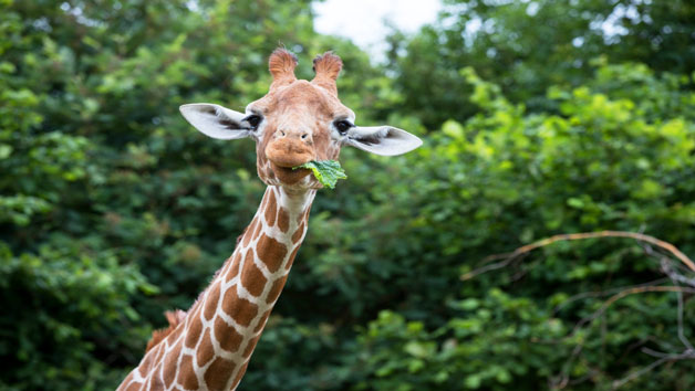 Entry for Two Adults and Two Children to Whipsnade Zoo Image 4