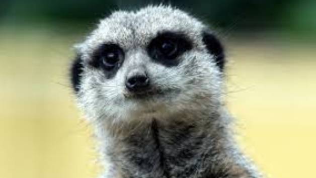 Meet the Meerkats with Park Entry at Ark Wildlife Park for Two picture