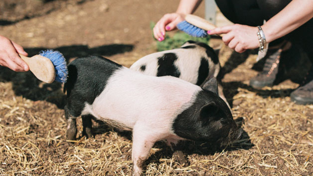 Pig Enthusiast Experience for One at Kew Little Pigs Image 1