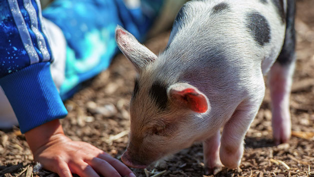 Piggy Pet and Play at Kew Little Pigs for Two Image 3