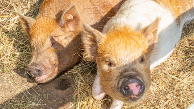 Pig Enthusiast Experience at Kew Little Pigs for Two Image 5