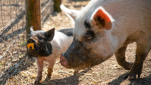 Piggy Pet and Play at Kew Little Pigs for Two Image 5