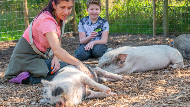 Pig Enthusiast Experience for One at Kew Little Pigs Image 4