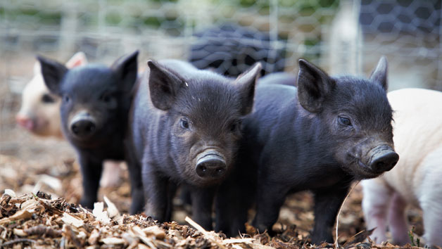 Pig Enthusiast Experience for One at Kew Little Pigs Image 3