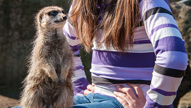 Penguin Encounter at Drusillas Zoo Park for One Image 3