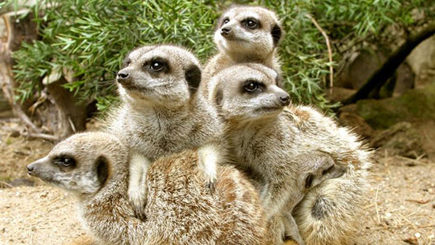 Click to view details and reviews for Meerkat Experience At Drusillas Zoo Park For One.