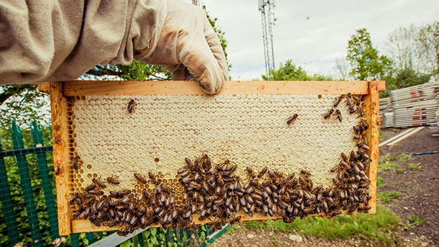 Three-Hour Beekeeping Experience for One at The London Bee Company Image 3