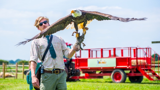 Bird of Prey Falconry Experience picture
