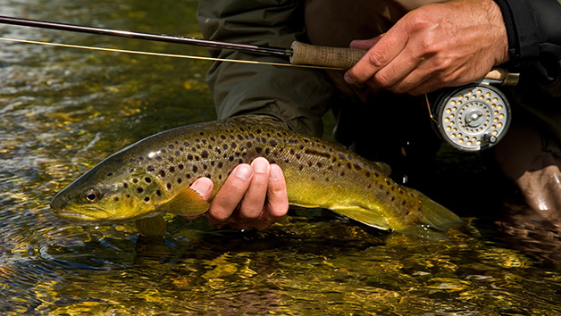 Introduction to Trout Fly Fishing Image 4