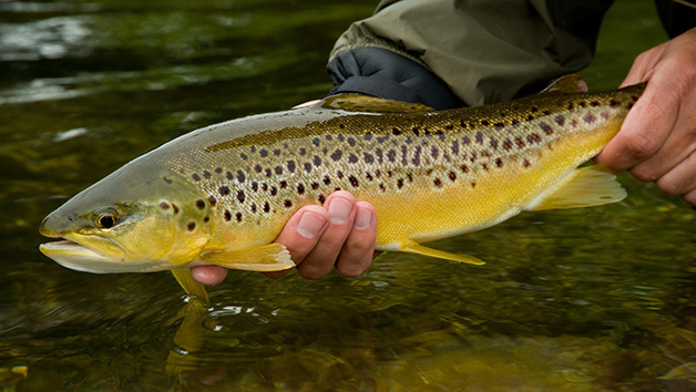 Introduction to Trout Fly Fishing Image 5