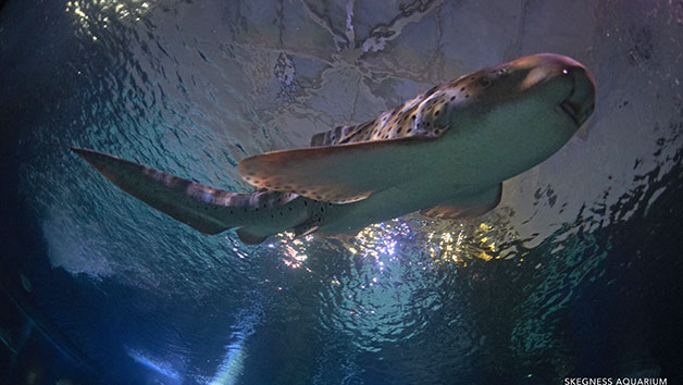 Diving with Sharks Experience at Skegness Aquarium, Midweek Offer Image 2