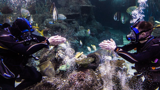 Diving with Sharks Experience at Skegness Aquarium, Midweek Offer Image 3