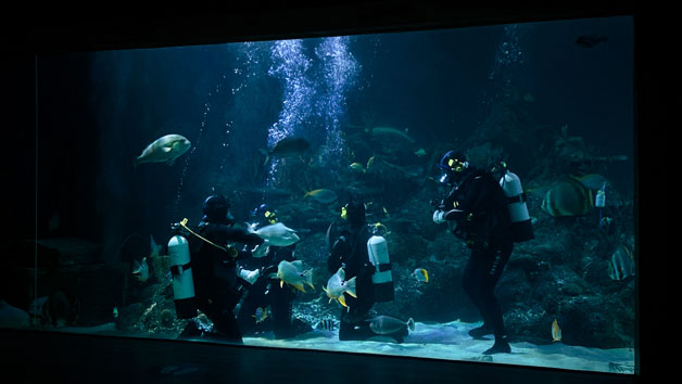 Diving with Sharks Experience at Skegness Aquarium for Two Image 2