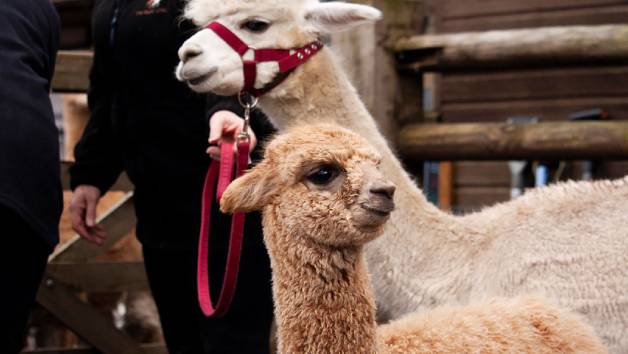 Two Hour Family Alpaca Experience with 20 Minute Walk at Pennybridge Alpacas picture