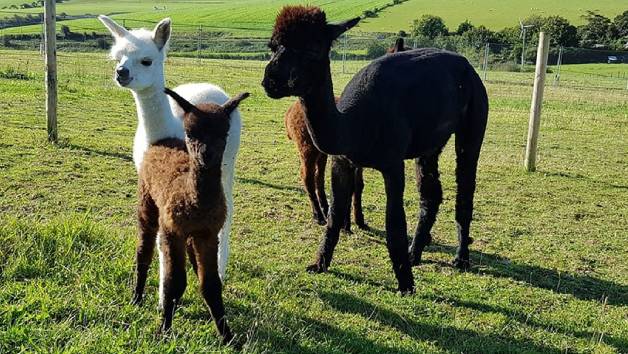 90 Minute Alpaca Experience with Refreshments at Happyard for Two Adults and Two Children picture