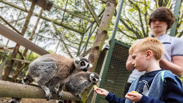 One Hour Meerkat and Lemur Experience at Hoo Zoo & Dinosaur World for Two Image 2