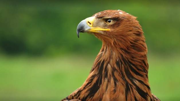90 Minute Birds of Prey Experience at North Somerset Bird of Prey Centre for One Adult and One Child picture