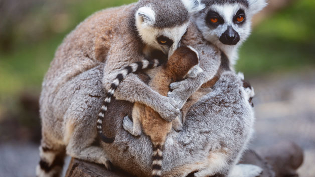 One Hour Meerkat and Lemur Experience at Hoo Zoo & Dinosaur World for Two Image 5