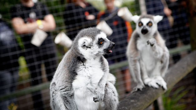 One Hour Meerkat and Lemur Experience at Hoo Zoo & Dinosaur World for Two Image 4