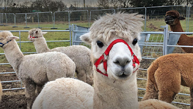 90 Minute Alpaca Walking Experience for One Child and One Adult picture