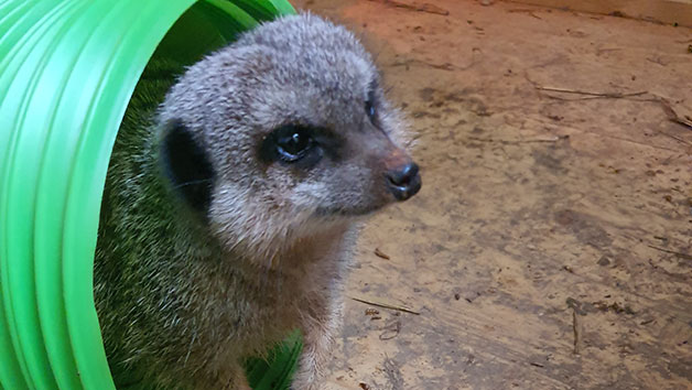 Meet the Meerkats Experience for Two People at Lucky Tails Alpaca Farm Image 2