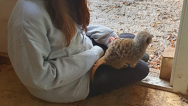 Meet the Meerkats Experience for Two People at Lucky Tails Alpaca Farm Image 3