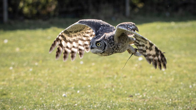 Introduction to Birds of Prey with BB Falconry Image 2