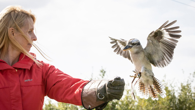 Introduction to Birds of Prey with BB Falconry Image 3